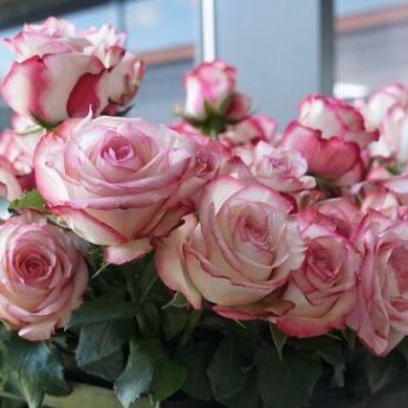 Nahaufnahme eines Blumenstraußes aus rosa und weißen Rosen mit grünen Blättern, arrangiert in einem Gefäß in einem Innenraum in der Nähe eines Fensters.